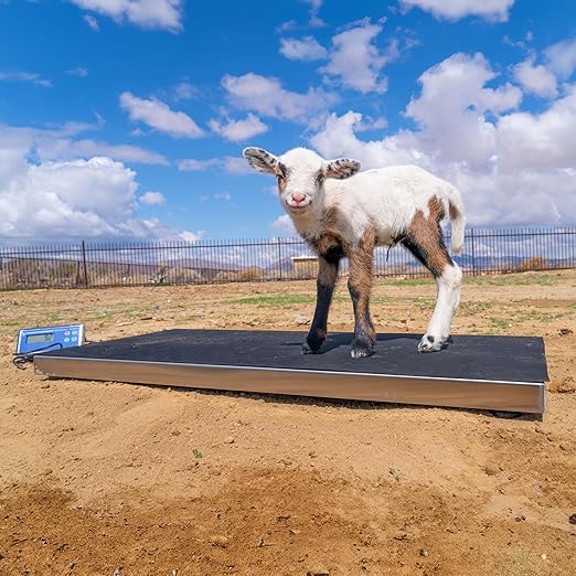 PEC Livestock Animal Scale/Farm Animal Scales for Weighing Small to Medium Sized Animals, Lamb, Goat, Sheep, Pigs, hogs, Donkey, Calf, Digital Indicator Included, Capacity 700lbs (38″ x 20″)