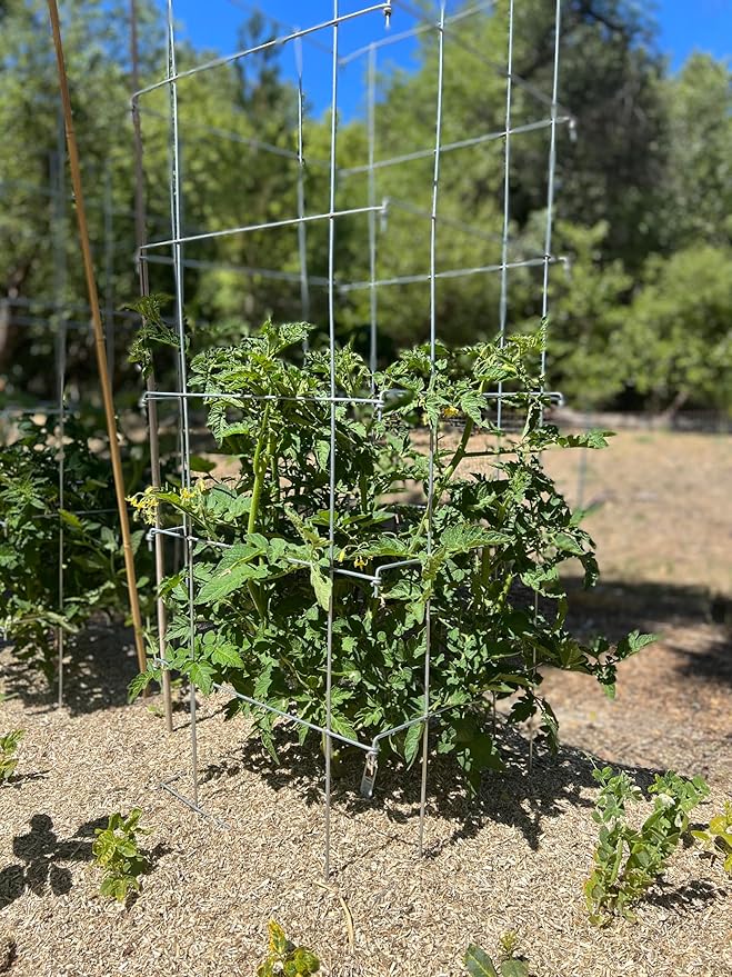 Happy Trees Large Heavy Duty Tomato Cages - Support Trellis for Climbing Vegetables and Plants - 18" x 18" x 58" - Thick Gauge Galvanized Steel, Collapsible Easy Storage, 3-Pack, Made in USA
