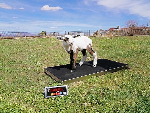 PEC Livestock Animal Scale/Farm Animal Scales for Weighing Small to Medium Sized Animals, Lamb, Goat, Sheep, Pigs, hogs, Donkey, Calf, Digital Indicator Included, Capacity 700lbs (38″ x 20″)