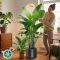 Grow Lights for Indoor Plants Full Spectrum,6.3" LED Wood Grain Plant Grow Light, 9.8-65in Height Adjustable Plant Lights Growing Lamp with Auto Timer 3H/9H/12H,10 Dimmable Levels (Wood Grain 1 Pack)
